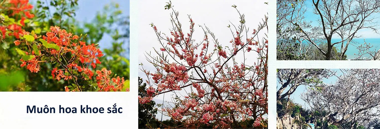 Tiện ích Cross Long Hải